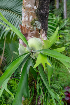 Staghorn Fern