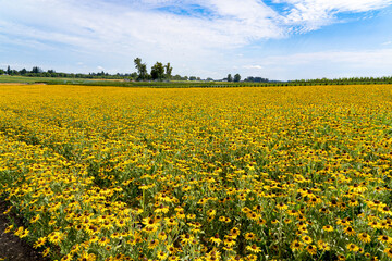 A field of Black Eyed susan flowers near Silverton, Oregon