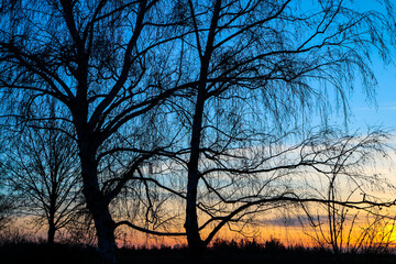 The detail of the bare branches of the tree during the winter. Pictured against the colorful sunset. 