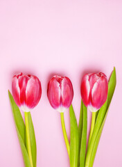 three pink tulips on a pink background with place for text