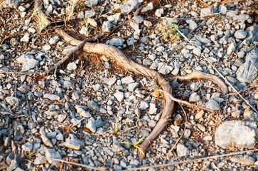 Detail of a twig on a shingle. Conceptual.