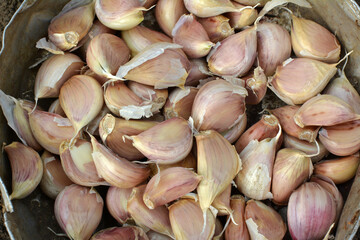 Separated cloves of garlic before planting in the ground