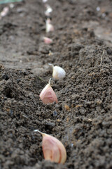 A clove of garlic seeds lies in a row in the soil