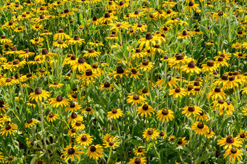 Fototapeta premium A closeup of a field of Black Eyed susan flowers near Silverton, Oregon