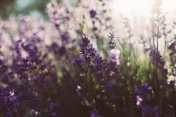 Spring background. Field of purple lavender in defocus.Natural background, concept of natural cosmetics and aromatherapy