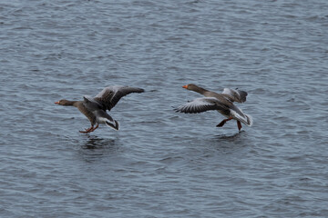 Greylag Goose landing in dutch marsh de weerribben. 