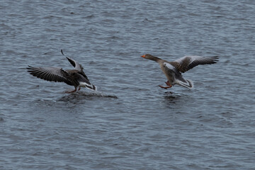 Fototapeta premium Greylag Goose landing in dutch marsh de weerribben. 