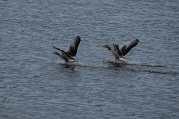 Greylag Goose landing in dutch marsh de weerribben. 
