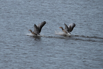 Greylag Goose landing in dutch marsh de weerribben. 