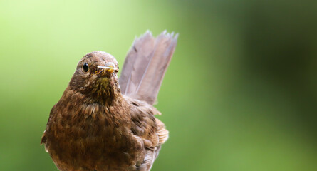 Blackbird female bird observing. Black brown blackbird songbird sitting and eating insects with out of focus green bokeh background. Bird portrait wildlife scene.