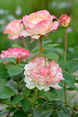 Rose, flower roses in roses garden