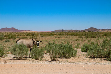 Gechillter Oryx