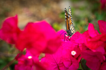 Monarch butterfly (Danaus plexippus) in close-up on a pink and red bougainvillea