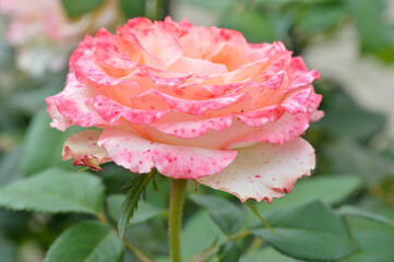 Rose, flower roses in roses garden