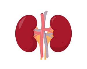 Human kidneys anatomy on white background.