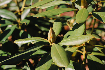 Rhododendron Plants Park Almenrausch Park Bush Leaf Green