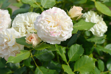 Rose, flower roses in roses garden
