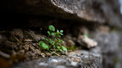 moss on stone