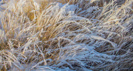 Frost on grass.