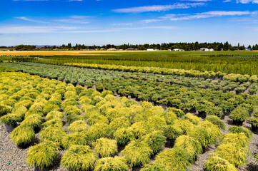 A landscape plant nursery near Salem Oregon
