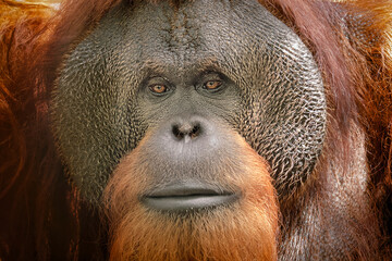 Close-up of Orangutan face. - obrazy, fototapety, plakaty
