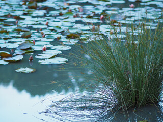Evening aqua Lily, lotus, water lily in the lake