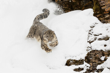 Snow leopard in winter snow.