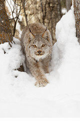 Canada lynx in winter.