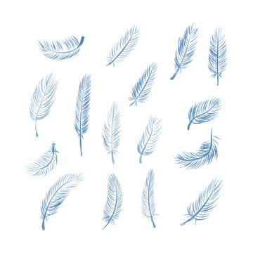 Fluffy feather collection. Realistic quill feathers for pen detail elegant silhouette. Sketch bird plume set. Vector.