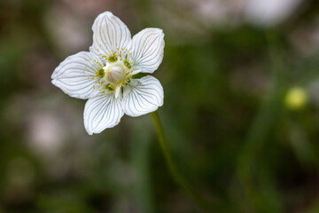 white flower in the forest