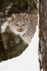 Naklejka na ściany i meble Canada lynx in winter.
