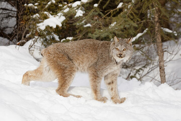 Fototapeta premium Canada lynx in winter.