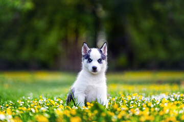 A small white dog puppy breed siberian husky with beautiful blue eyes in blooming spring garden. Dogs and pet photography