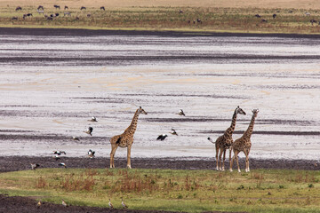 African giraffe at beautiful landscape in the Ngorongoro National Park. Tanzania. Wild nature of...