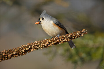 Tufted Titmouse in winter.