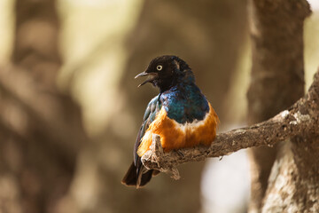 Superb Starling blue bird (Lamprotornis superbus) in Tarangire National Park, Tanzania.