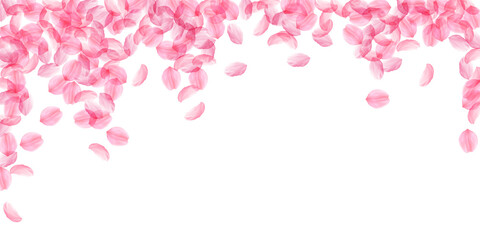 Sakura petals falling down. Romantic pink silky big flowers. Thick flying cherry petals. Wide fallin