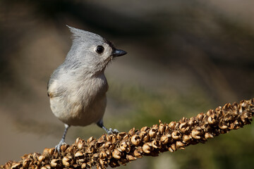 Tufted Titmouse in winter.