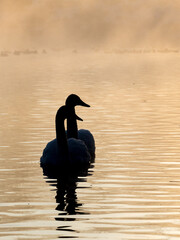 Swans in misty morning