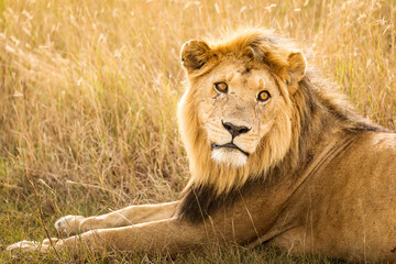 Closeup of a lion resting in the grass during safari in Serengeti National Park, Tanzania. Wild nature of Africa..