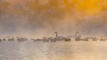 Swans in misty morning