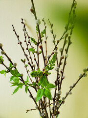 branch with buds