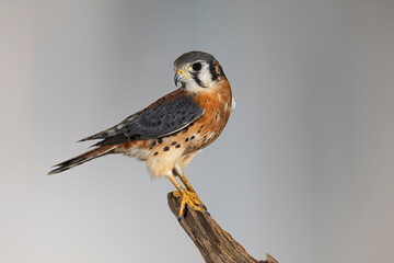Male American Kestrel.