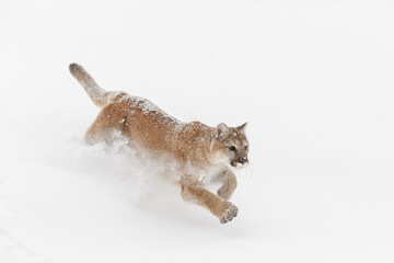 Mountain lion or cougar running down hillside of snow.