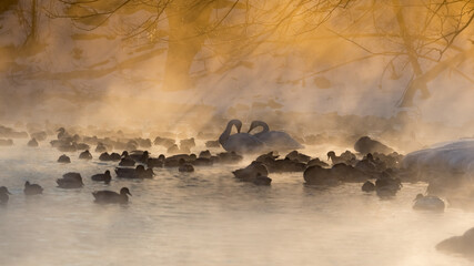 Swans in misty morning