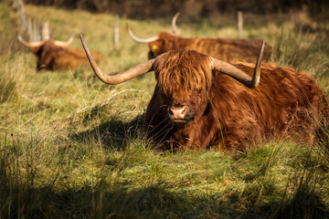 Furry highland cow in Isle of Skye, Scotland.