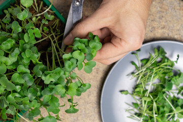 Man hands cut fresh microgreen radish sprouts. Raw sprouts microgreens, healthy eating.