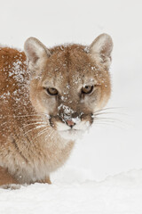 Mountain lion or cougar.