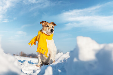 White jack russel terrier puppy in stylish yellow scalf on snowy field at sunrise. Christmass and New Year greeting card