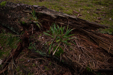 moss on the fallen tree